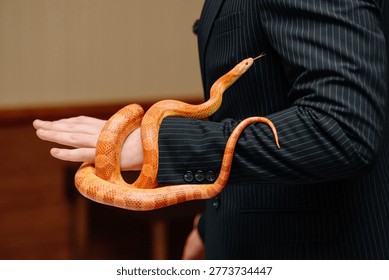 orange snake in man hands, python for photosession, element of magician show