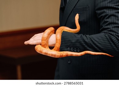 orange snake in man hands, python for photosession, element of magician show