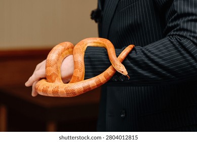 orange snake in man hands, python for photosession, element of magician show