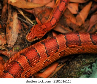 Orange Snake On Fallen Leaves.