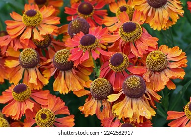 Orange sneezeweed, Helenium unknown species and variety, flowers in close up with a background of blurred leaves. - Shutterstock ID 2242582917