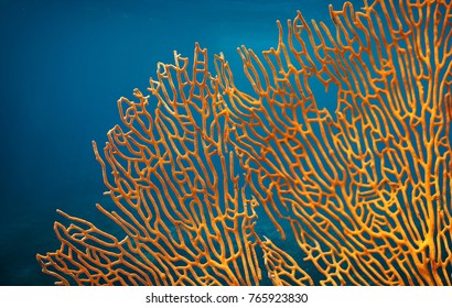 Orange soft coral Subergorgia sp or Subergorgonia, marine life, close up underwater background