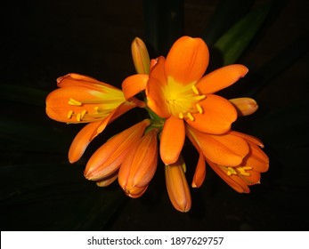 Orange South African Clivia Plant - Shutterstock ID 1897629757