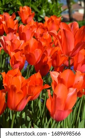 Orange spectacular tulips and grass in the spring, Istanbul Emirgan - Shutterstock ID 1689698566