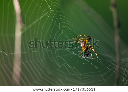 An orange spider weaving its web.