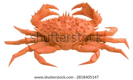 Orange spiny crab with sharp claws and textured shell