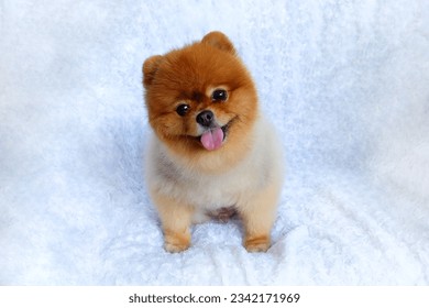 Orange spitz Pomeranian dog smiling on a white background