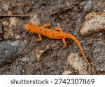Orange Spots on Red Eft Crawling on Forest Floor in Shenandoah