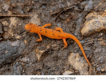 Orange Spots on Red Eft Crawling on Forest Floor in Shenandoah