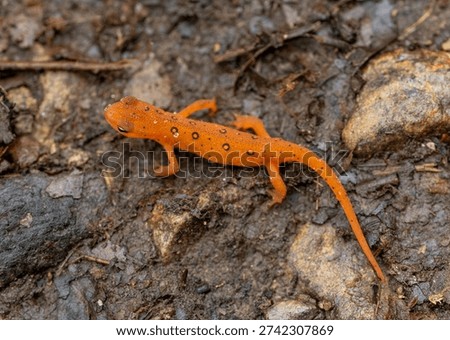 Orange Spots on Red Eft Crawling on Forest Floor in Shenandoah