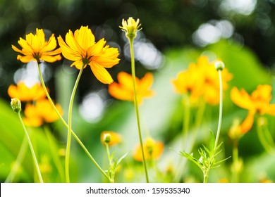 orange spring flowers with green leaf