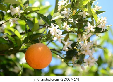 Orange Spring Friut Flower Garden