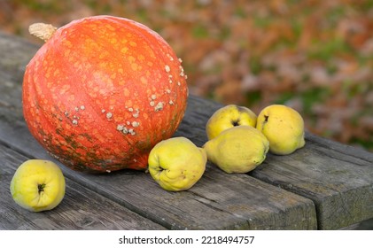 An Orange Squash And Some Quinces Lie On A Rustic Outdoor Table Made Of Raw Wood Planks.