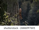 Orange squirrel running down a tree in a forest.