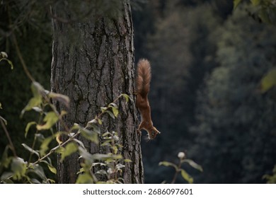 Orange squirrel running down a tree in a forest.