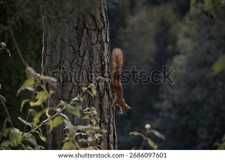 Orange squirrel running down a tree in a forest.