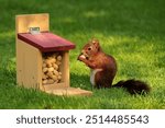 An orange squirrel sits in the grass next to a small, charming house filled with a stash of nuts. The squirrel