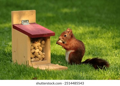 An orange squirrel sits in the grass next to a small, charming house filled with a stash of nuts. The squirrel's bushy tail flicks as it inspects the nuts, creating a playful and cozy scene. - Powered by Shutterstock