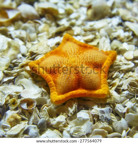 An orange starfish lying on shells in the Istanbul aquarium, Turkey