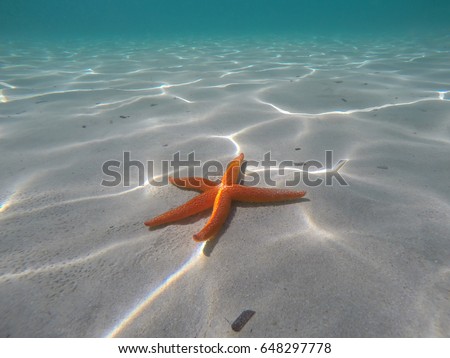 Orange starfish near the shore in a turquoise water