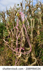 Orange Sting (baler Twine) Discarded In A Bare Hedge