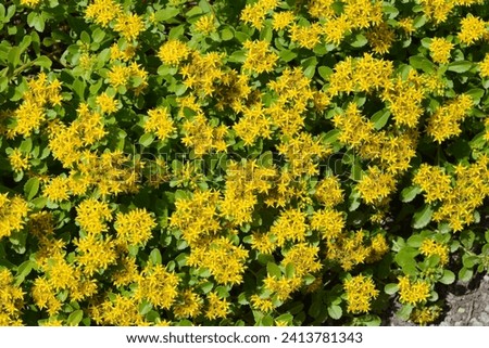 Orange Stonecrop flowers - Latin name - Sedum kamtschaticum var. floriferum  Weihenstephaner Gold