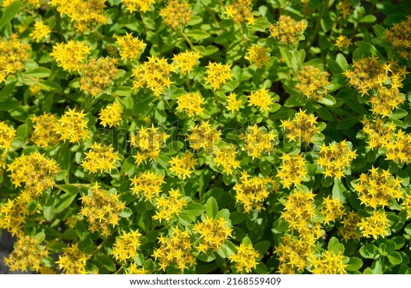 Orange Stonecrop Weihenstephaner Gold flowers -\
Latin name - Sedum kamtschaticum var. floriferum  Weihenstephaner\
Gold
