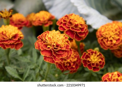 Orange Story Star Flowers In The Garden, Selective Focus