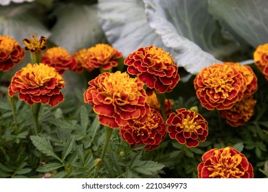 Orange Story Star Flowers In The Garden, Selective Focus