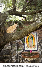 An orange striped cat sits and meows on top of tree branch. In the background a brick wall with image of Patron Saint of Mexico: the Virgin of Guadalupe or Virgin Mary, vertical view with copy space