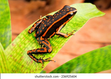 Orange Striped Poison Dar Frog Ameerega Trivittatus A Tropical And Exotic Amphibian From The Amazon Rainforest Of Peru Brazil Suriname, Guyana And Ecuador