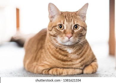 Orange striped Tabby cat lying on carpeted floor with bright sunlight shining from behind.