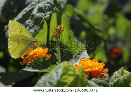 Orange Sulphur Butterfly, Colias erythrocyte, on orange Lantana flower