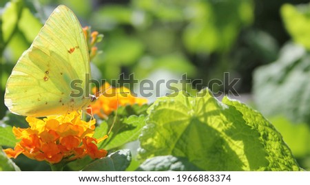 Orange Sulphur Butterfly, Colias erythrocyte, on orange Lantana flower