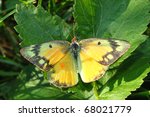 Orange Sulphur Butterfly (Colias eurytheme) at Shabbona Lake State Park in Illinois