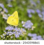 Orange Sulphur butterfly feeding on Greggs Mistflowers in the autumn garden. Copy space.