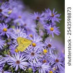 Orange Sulphur butterfly feeding on purple Aster flowers in the autumn garden.