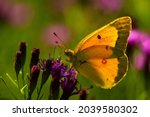 An orange sulphur butterfly, also known as alfalfa butterfly, scientific name, colias eurytheme.