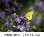 An Orange Sulphur butterfly nectaring on asters.