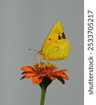 An orange sulphur butterfly perched on a vibrant flower. Dover, Tennessee