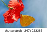 Orange Sulphur butterfly in summer garden. Also called as Clouded sulphur, Cloudless sulphur, and Southern dogface Butterfly