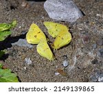 Orange Sulphur (Colias eurytheme) butterfly 
