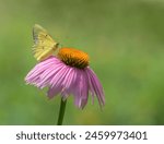 Orange Sulphur (Colias eurytheme) butterfly feeding on purple coneflower in spring garden. Natural green background with copy space.