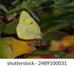 Orange Sulphur (Colias eurytheme) butterfly 