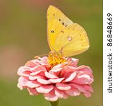 Orange Sulphur, Colias eurytheme butterfly feeding on pink Zinnia against green background