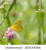 Orange Sulphur (Colias eurytheme) on Red Clover (Trifolium pratense)