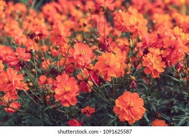 Orange Summer Flower Field Background