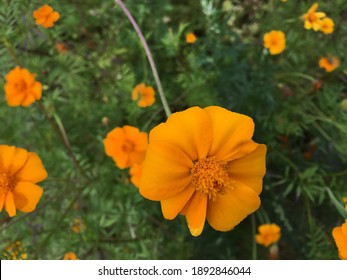Orange summer flower in green garden