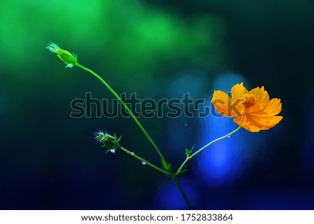 Similar – Goldmohn