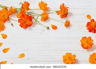 Orange Flower Background Images Stock Photos Vectors Shutterstock,Giant Octopus Cooking